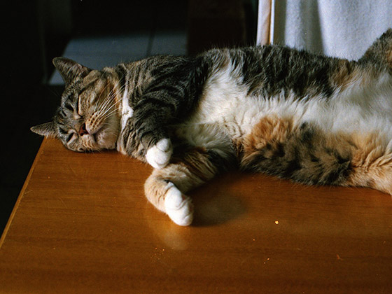 RelaxCat - Contrôle du stress chez le chat • Lore & Science