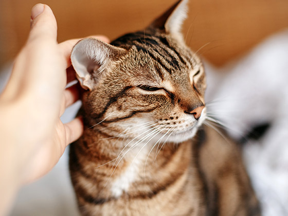 Les symptômes du stress chez le chat : Les connaitre pour mieux